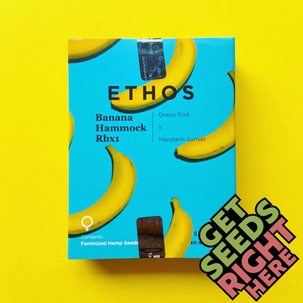 Banana Hammock RBx1 (feminized) Get Seeds Right Here