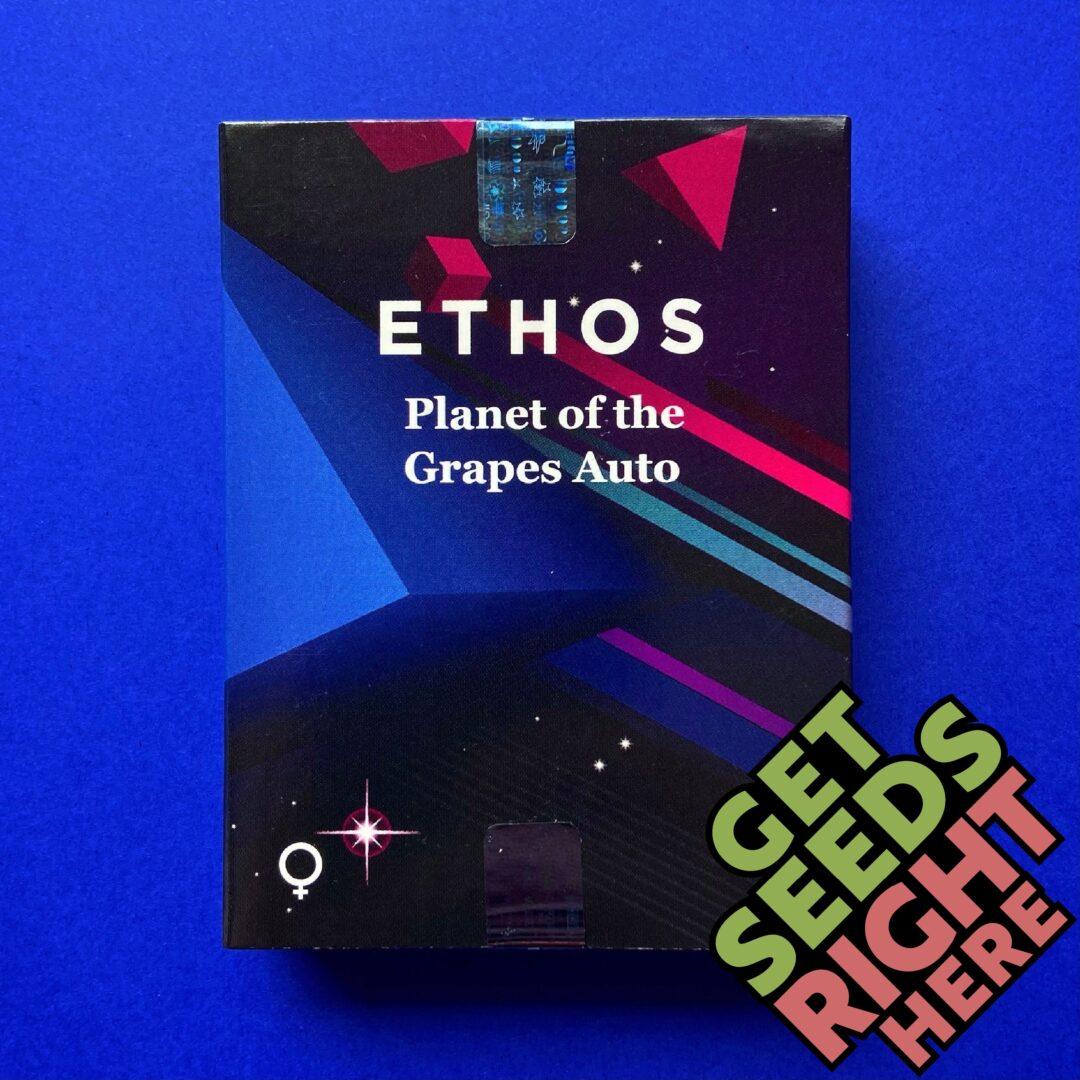 PLANET OF THE GRAPES AUTO (feminized)