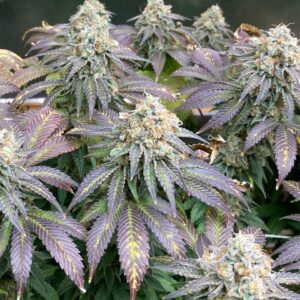 jedi council kush seeds, welcome to the grow tent, buy wttgt seeds online