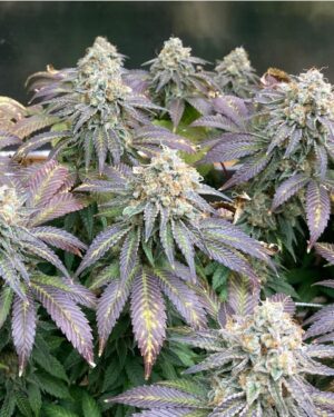 jedi council kush seeds, welcome to the grow tent, buy wttgt seeds online