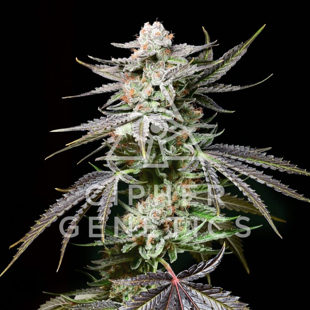 Prism OZ (fems)