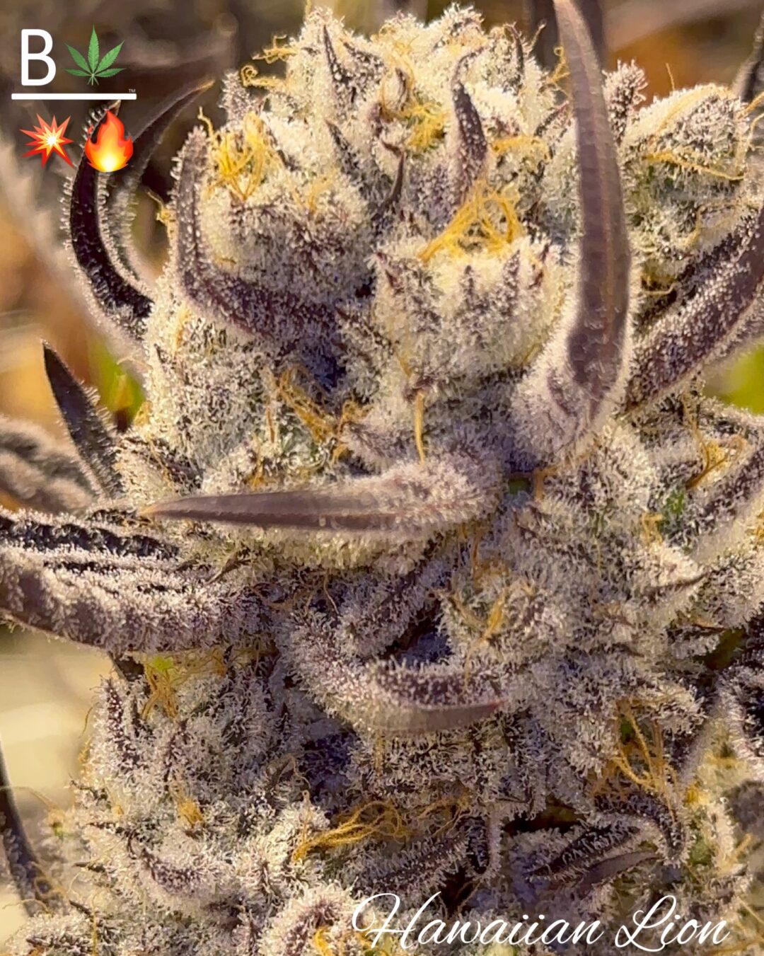 Hawaiian Lion (fems)