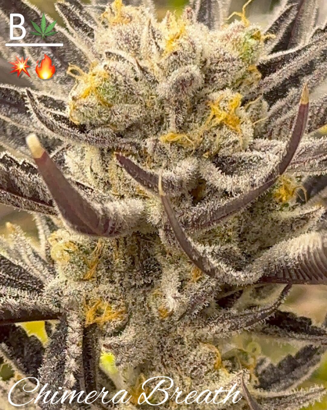 Chimera Breath (fems)
