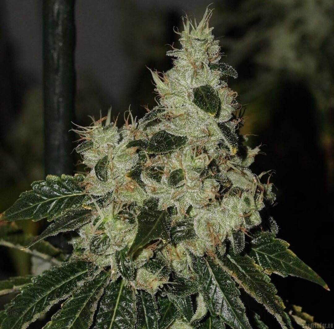 Chem 91 Sk Va regular