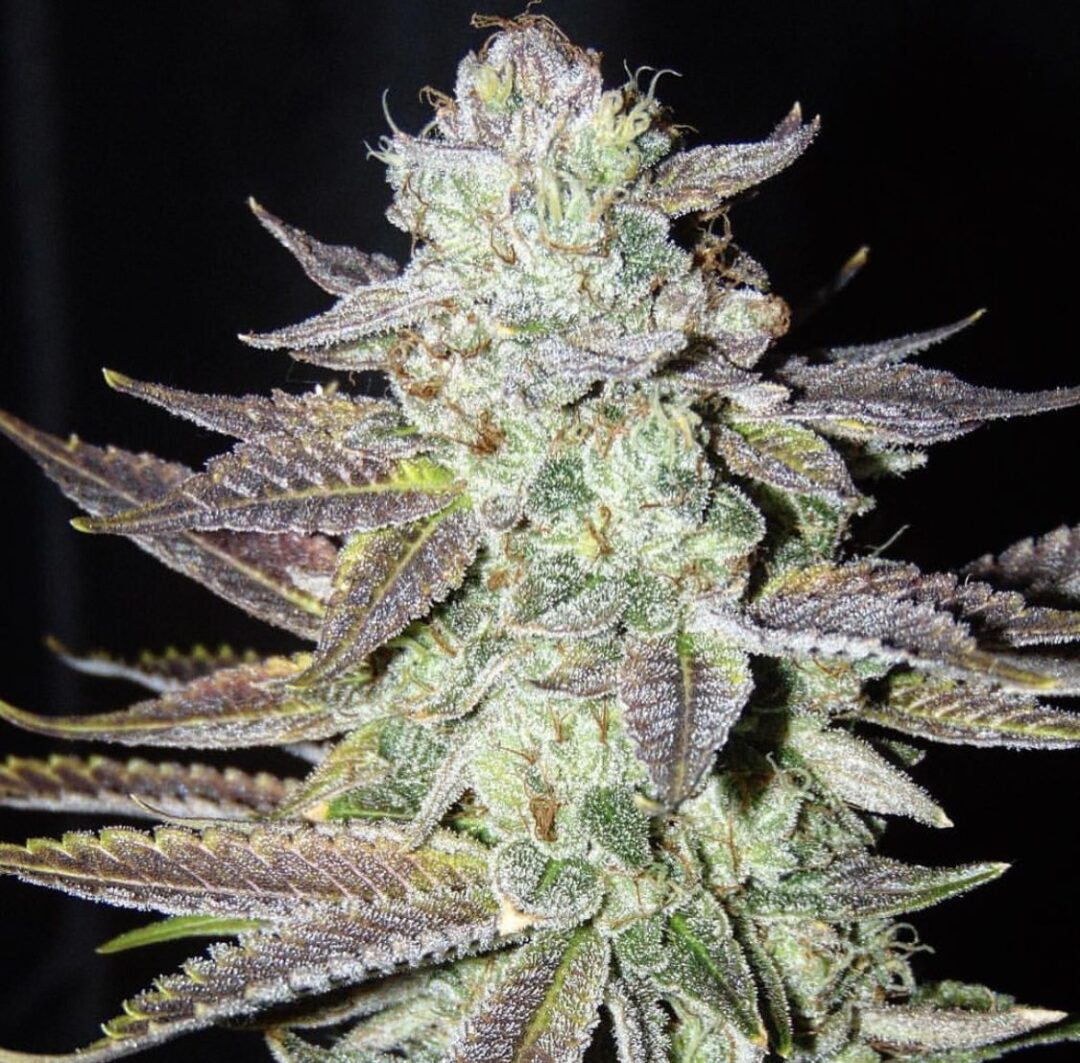 LA Cookies regular