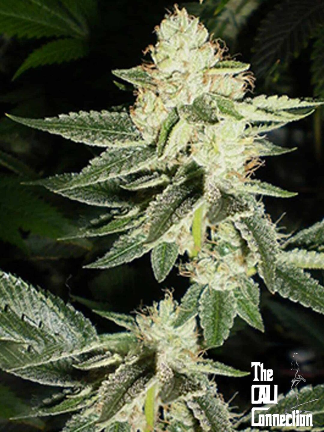 Louis XIII regular