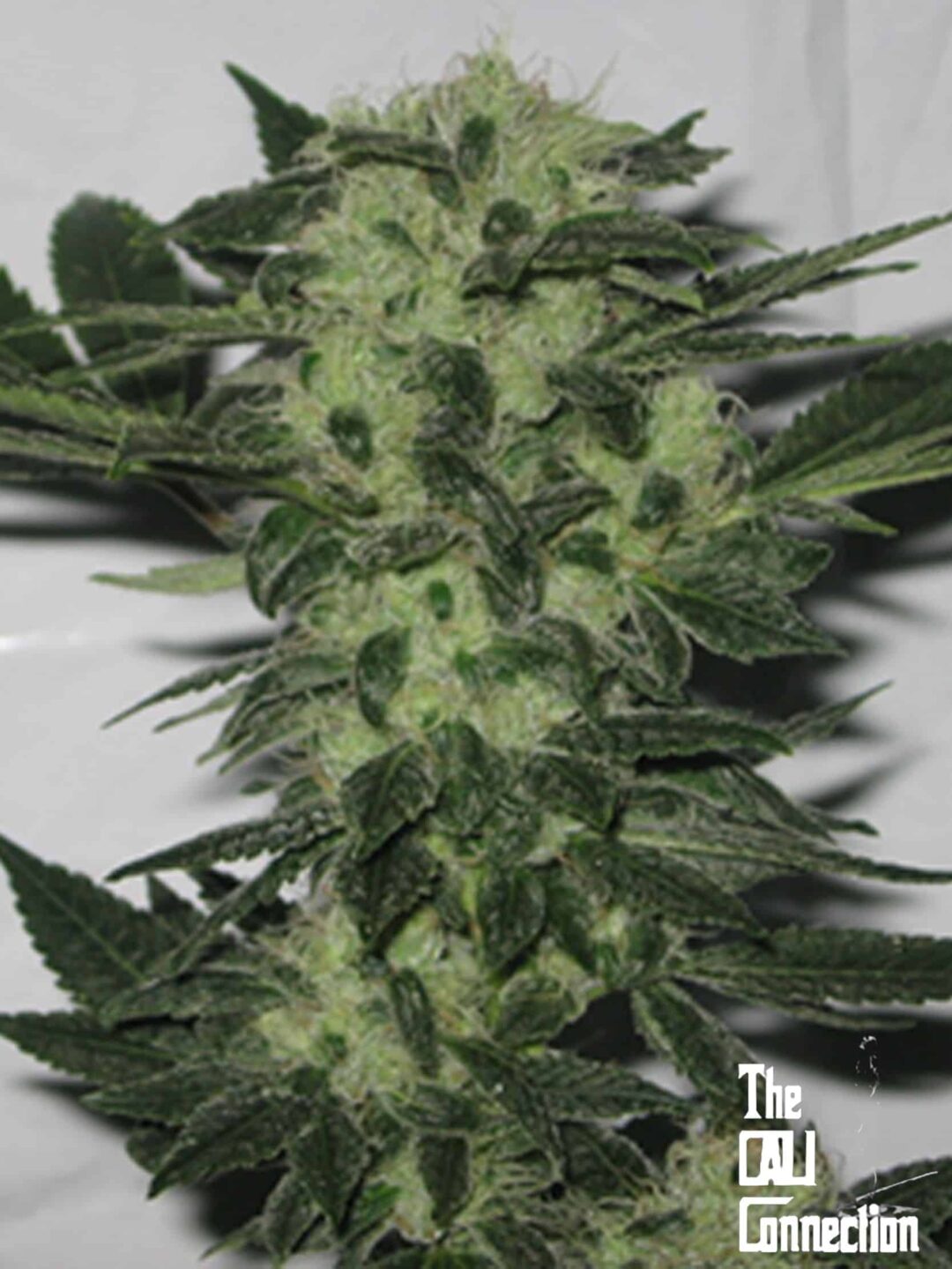 Original Sour Diesel regular