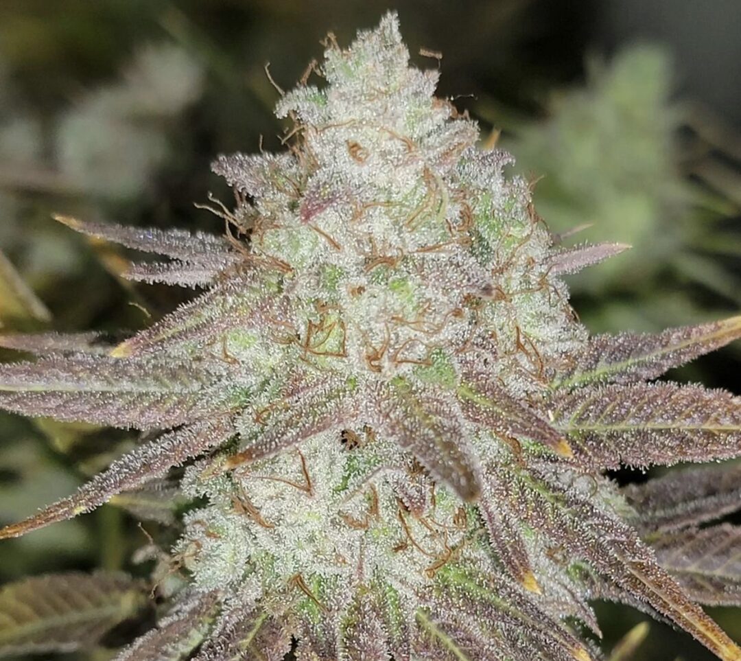 Passion Berry fem
