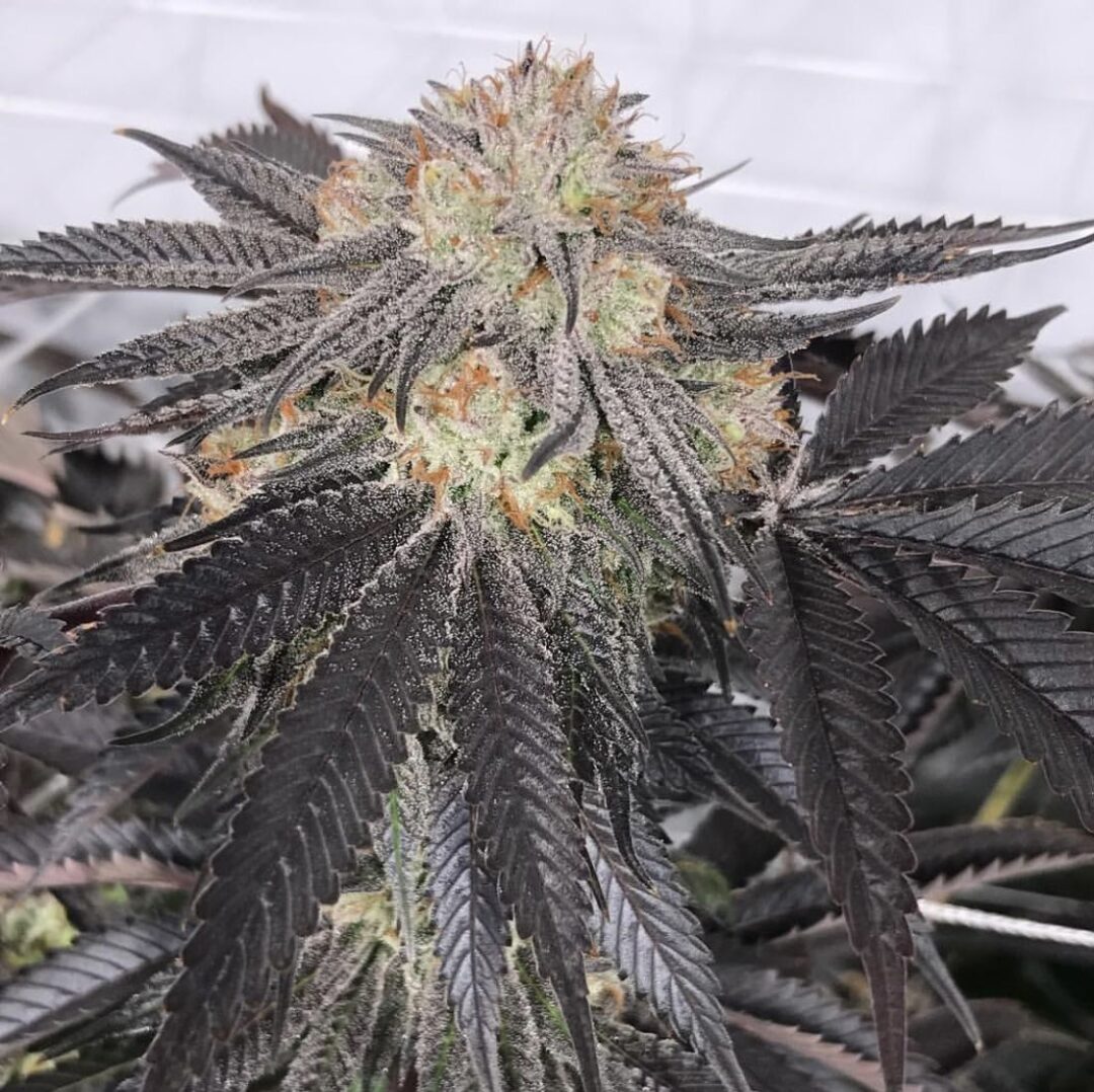 Purple Chem regular