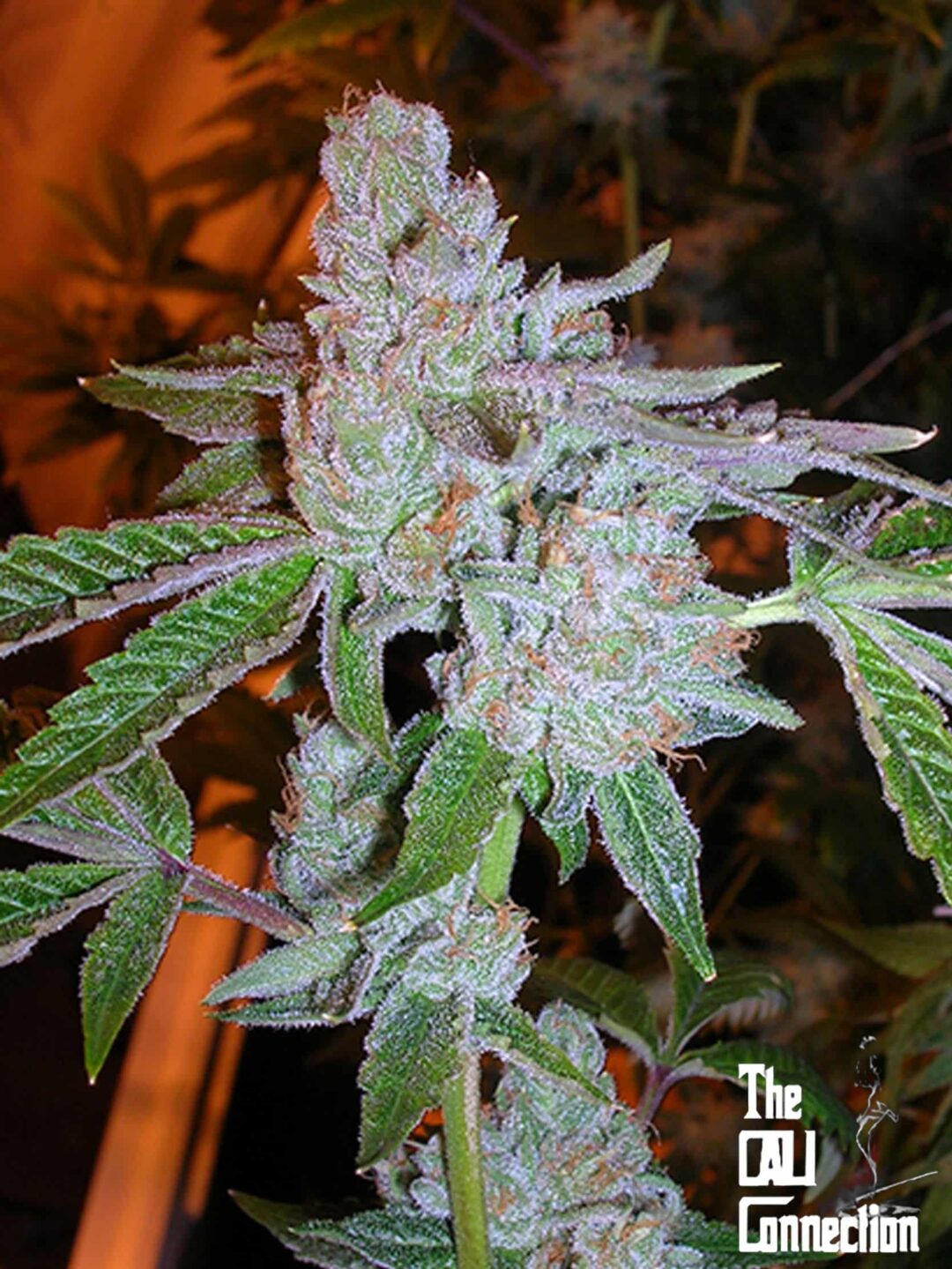 Tahoe OG Kush regular