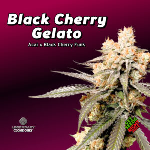 Black Cherry Gelato Cannabis Clones