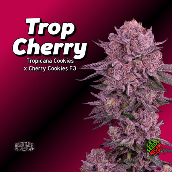 Trop Cherry Cannabis Clones