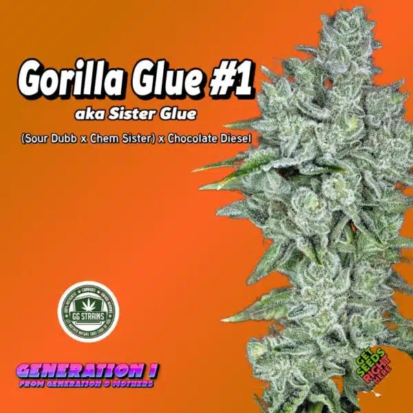 Gorilla Glue #1 Cannabis Clones