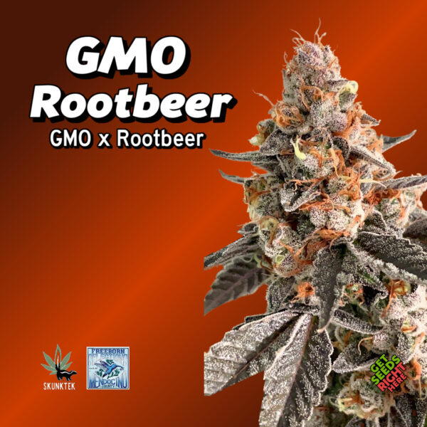 GMO Root Beer Cannabis Clones