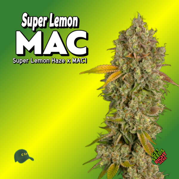 Super Lemon MAC Cannabis Clones