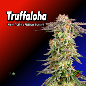 Truffaloha Cannabis Clones