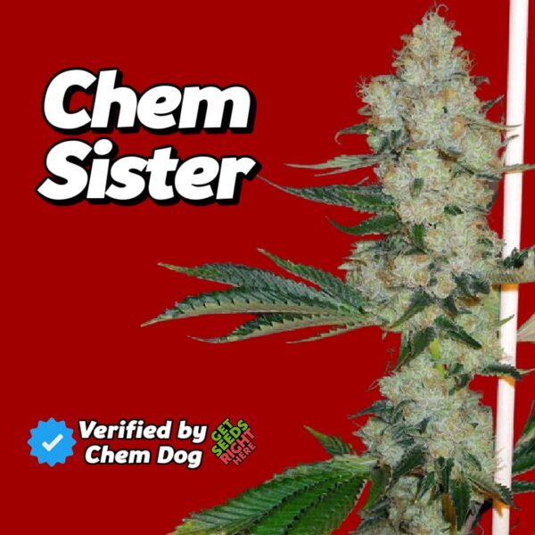 Close-up of a Chem Sister cannabis plant with tall, dense buds covered in frosty trichomes and vibrant green leaves. The strain name is displayed in bold text against a deep red background, along with a "Verified by Chem Dog" badge and "Get Seeds Right Here" text.