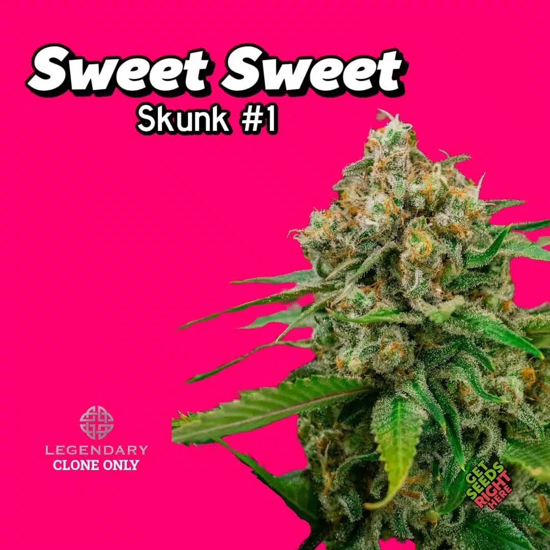 Sweet Sweet Cannabis Clones