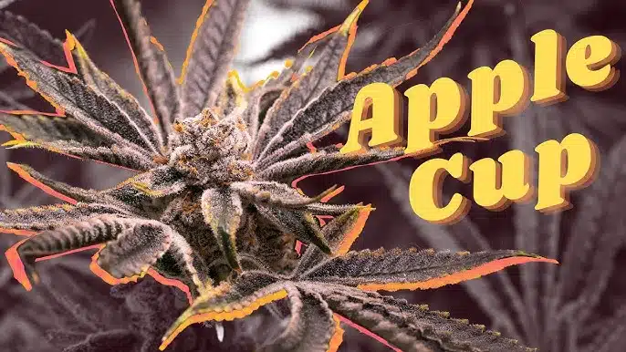 Apple Cup Cannabis Clones - Image 2