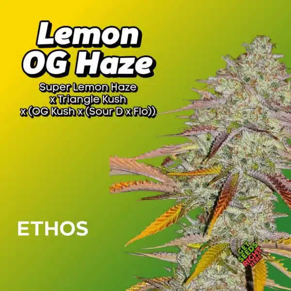 Lemon OG Haze Cannabis Clones