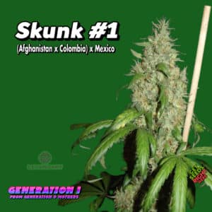 Skunk #1 Cannabis Clones
