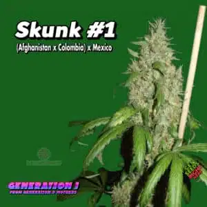 Skunk #1 Cannabis Clones