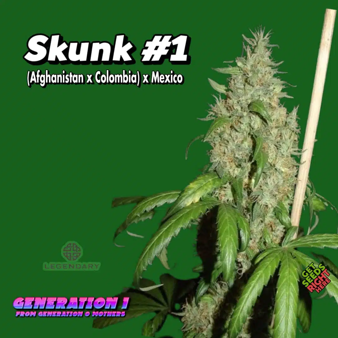 Skunk #1 Cannabis Clones
