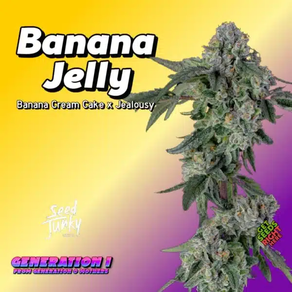 Banana Jelly Cannabis Clones