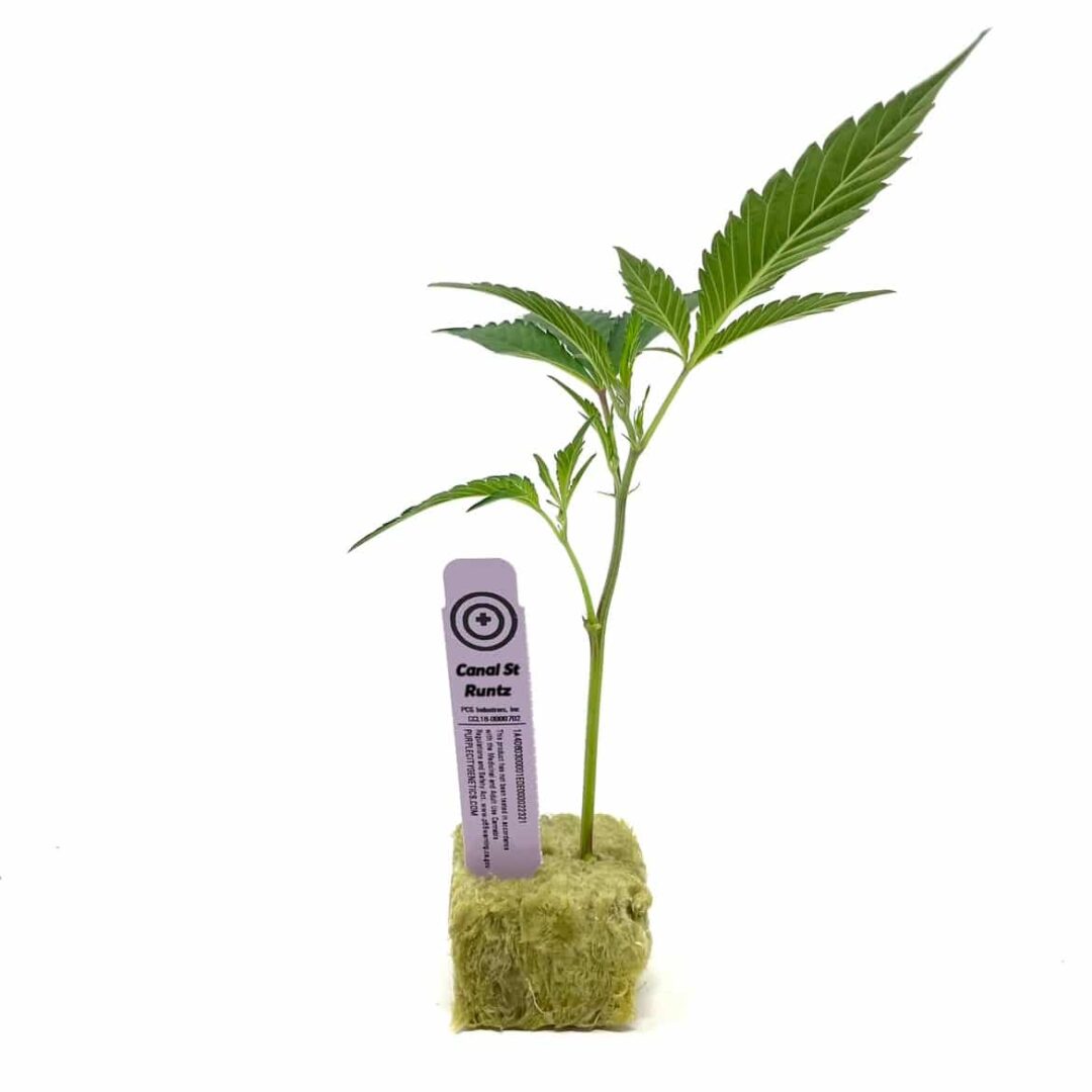 Canal Street Runtz Cannabis Clones – FREE SHIPPING - Image 4