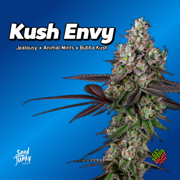 Kush Envy Cannabis Clones