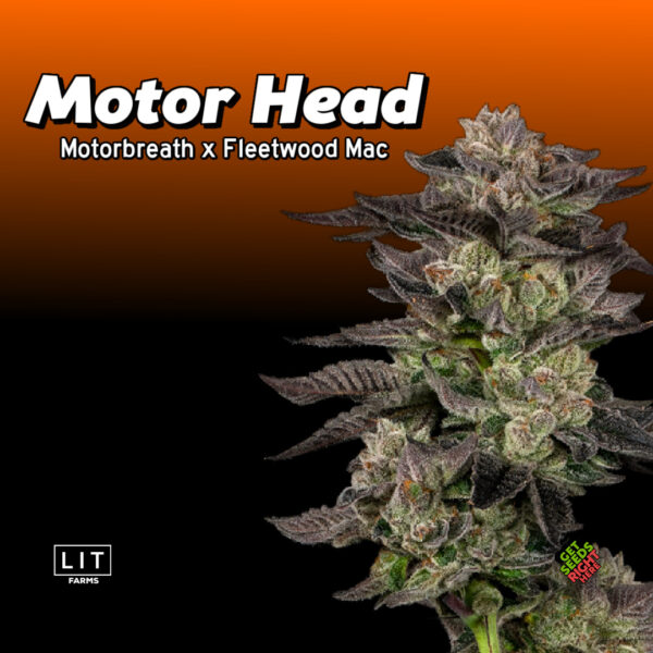 Motor Head Cannabis Clones