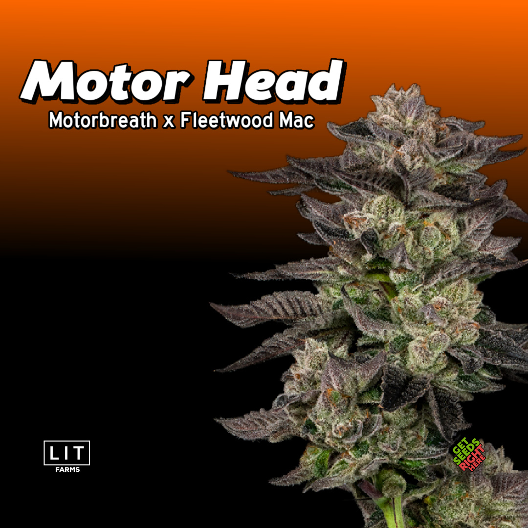 Motor Head Cannabis Clones