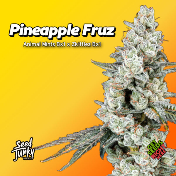 Pineapple Fruz Cannabis Clones