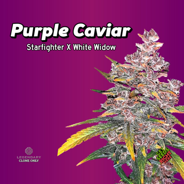 Purple Caviar Cannabis Clones