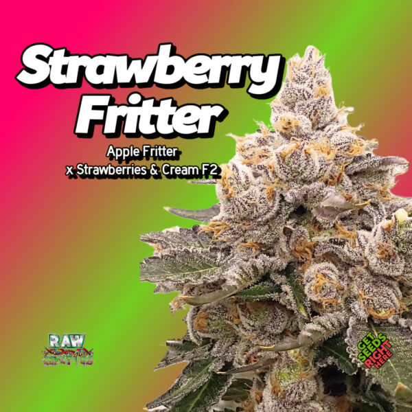 Strawberry Fritter Cannabis Clones