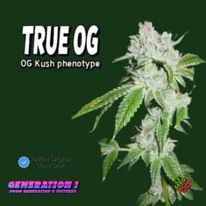 True OG Cannabis Clones