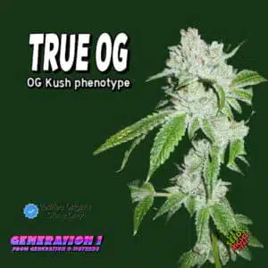 True OG Cannabis Clones