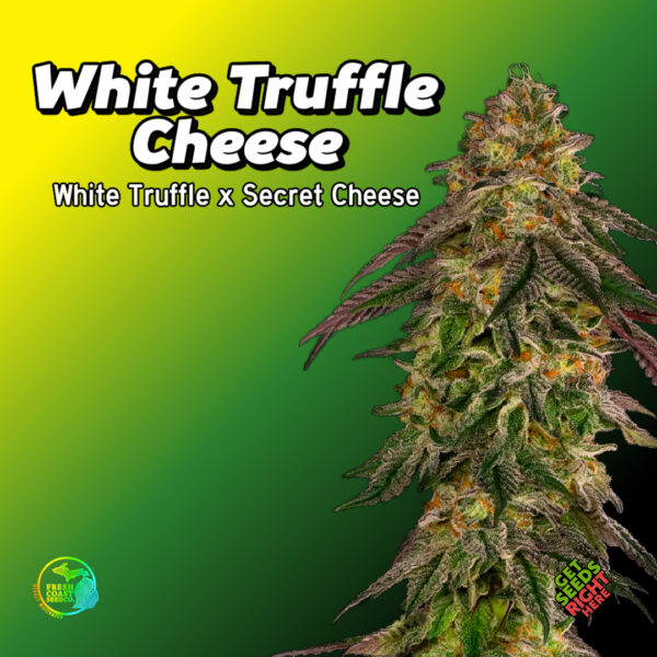White Truffle Cheese Cannabis Clones