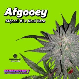 Afgooey Cannabis Clones