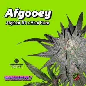 Afgooey Cannabis Clones