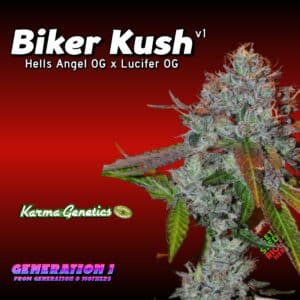 Biker Kush Cannabis Clones