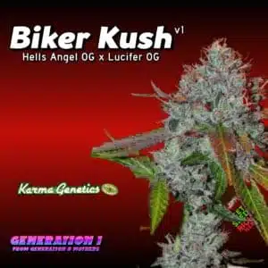 Biker Kush Cannabis Clones