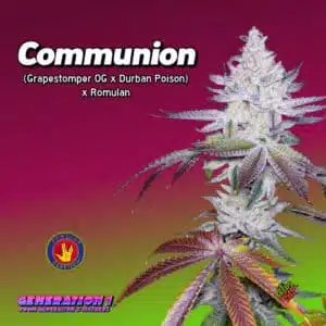Communion Cannabis Clones