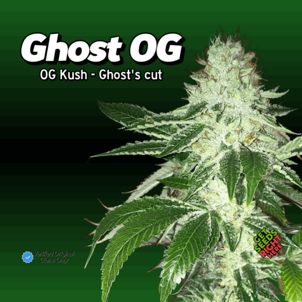 Ghost OG cannabis clone with frosty buds and classic OG Kush structure
