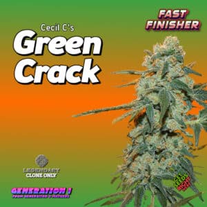 Green Crack cannabis clones for sale