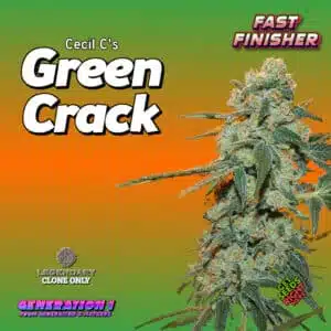 Green Crack cannabis clones for sale