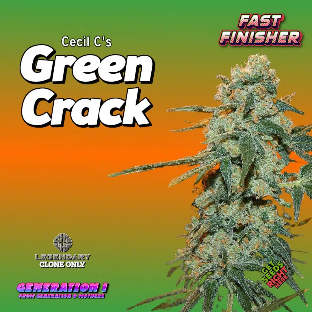 Green Crack Cannabis Clones