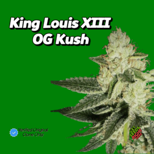 King Louis XIII OG Cannabis Clones