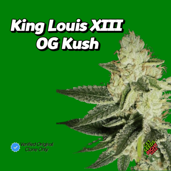 King Louis XIII OG Kush (clone)