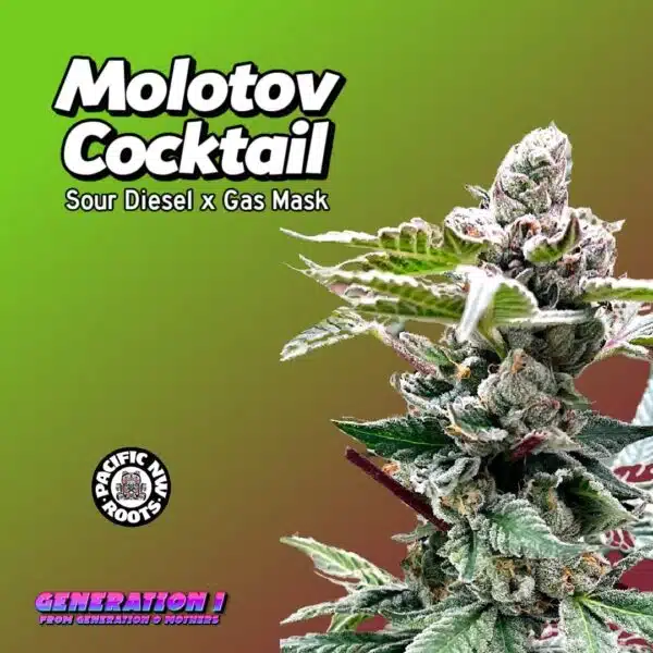 Molotov Cocktail Cannabis Clones